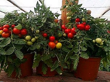Tomato di balkoni: langkah demi langkah tentang bagaimana untuk membesar dan menjaga tomato di rumah