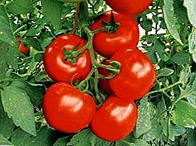Tomaten in een kas van polycarbonaat: planten, plantpatroon, afstand, grondvoorbereiding, plantdata en zaailingenleeftijd, foto's