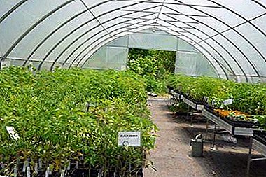 Tomatoes in the greenhouse: when and how best to plant a vegetable in Russia?