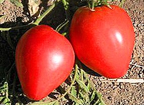 Pomodori giganti con un gusto delizioso - descrizione e caratteristiche della varietà di pomodori "cuore d'aquila"