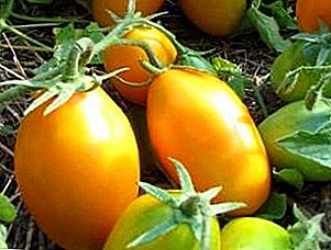 عيون الطماطم الجميلة - وصف مجموعة متنوعة من الطماطم "جولدن ستريم"