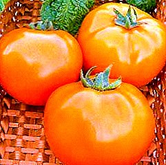 Tomate exotisch - Tomate Sorte "Orange", Eigenschaften, Ertrag, Foto