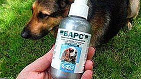 Help your best friend! Leopard against fleas for dogs