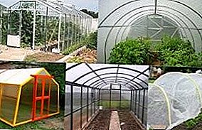 Let's help with the choice: film for greenhouse, glass or non-woven material?