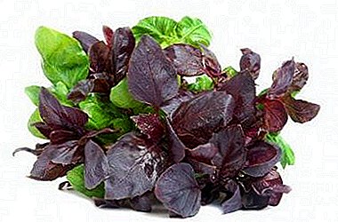 Popular spice is basil. Where it is added, as well as other useful secrets.