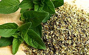 A popular spice in the whole world is oregano. Characteristics of seasoning and its application, as well as photos of the plant