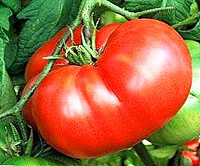 훌륭한 맛을 가진 인기있는 토마토 - 토마토 빵 제공 : 다양성, 특성, 사진에 대한 설명