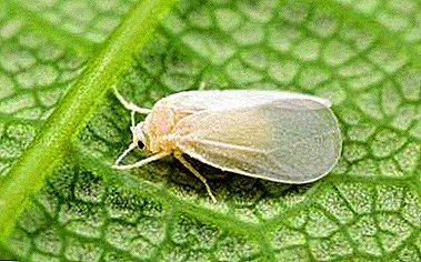 Popular remedies for whitefly. How to prepare solutions and process plants?