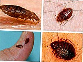 Popular remedies for bedbugs at home: how to remove insects in the apartment, the advantages and disadvantages of various chemicals