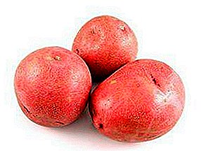 Popular and strong potato "Krasa": description of the variety, photo