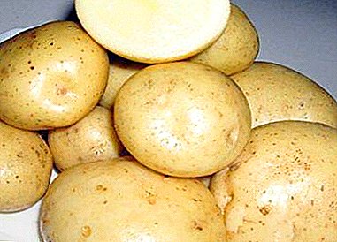 البطاطا الشعبية "سانتي": وصف للتنوع والذوق والصور والخصائص