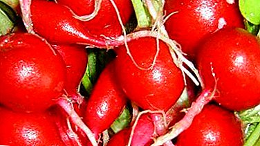 Popular Diego radish: description and characteristics, unlike other varieties, cultivation and disease