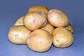 Variasi populer: deskripsi kentang Nevsky, spesifikasi, foto