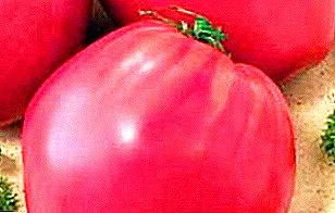 مجموعة متنوعة من تربية الروسية هي فاطمة الطماطم: الوصف ، الخصائص ، الصورة
