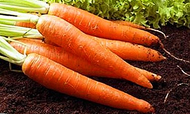 Una variedad popular de sabrosas zanahorias - Shantane: características y cultivo
