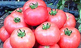 Populiarus tarp ūkininkų jautienos pomidorų „Rožinis mėsingas“, veislės aprašymas