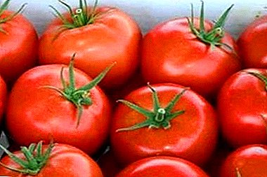 Popular with gardeners mid-season bright variety of tomato - "Apple Spas"