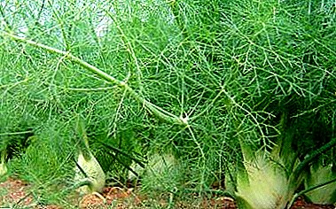 Popular about growing fennel. Seed and seedlings breeding instructions