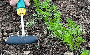 Popular about growing carrots through seedlings: the pros and cons of the method, procedure, tips gardeners