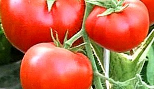 سوف نكون سعداء بالحصاد حتى في الظروف الجوية السيئة - طماطم نمر الثلج: وصف الصنف