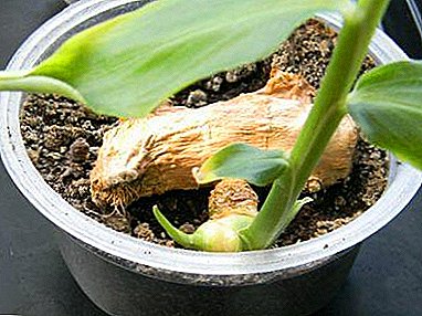 El procedimiento y las características de plantar jengibre en casa, así como mayor cuidado y errores en el crecimiento.