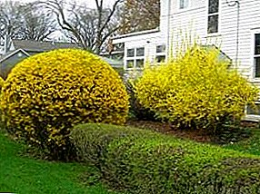 Planting and maintenance of forsythia