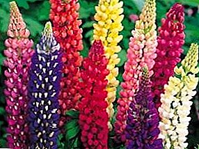 Planting and care for the unusual flower lupine