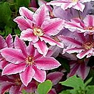 Planting clematis and flower care