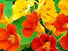 Planting nasturtium, growing and proper care for it