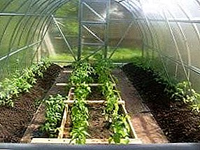 Planting pepper seedlings in a polycarbonate greenhouse: when to plant and how to prepare?