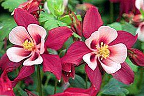 Sowing, reproduction and care for aquilegia