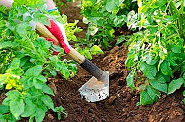 Instrucciones paso a paso: cómo esparcir papas de varias maneras. Los secretos de una rica cosecha para jardineros.