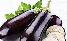 Step-by-step instructions on how to grow eggplants in the Urals? What grade to choose, when to sow and replant in the greenhouse, care tips