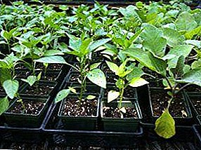 Step-by-step instructions for growing eggplant seedlings at home with a photo of each stage