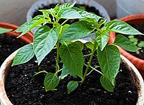 집에서 후추의 묘목을 재배하기위한 단계별 지침 : 씨앗의 올바른 심기, 어린 싹을 돌보는 방법, 좋은 묘목을 강화하고 키우기위한 방법