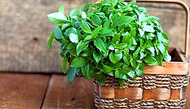 Step-by-step instructions and practical recommendations for growing basil at home on the balcony