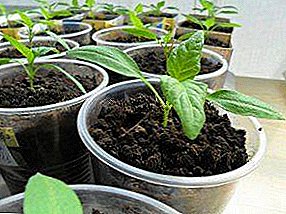 Krok za krokem algoritmus pro pěstování paprik: výsadba a péče o sazenice, včasné sbírání, správné sevření, kalení a výsadba v otevřeném terénu
