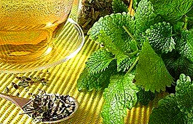 Increases or decreases the pressure of lemon balm? What is the useful plant and how to take it?