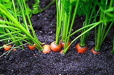Praktinės rekomendacijos, kaip auginti morkas krakmale atvirame lauke