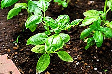 Practical advice on growing basil in a greenhouse