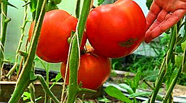 Recomendaciones prácticas para cultivar plantones de tomate a la manera china. Matices del método de "A" a "Z"