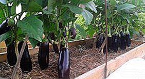Praktische tips voor het verbouwen van aubergines in Siberië? Stapsgewijze instructies voor het kiezen van een ras voor het planten en verzorgen van zaailingen in het open veld