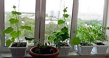 دليل عملي حول كيفية زراعة الطماطم والخيار جيدة في شقة على الشرفة