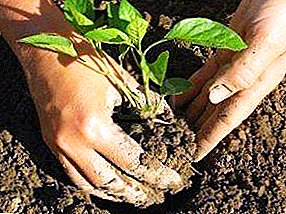 Paprikos auginimo taisyklės ir paslaptys atvirame lauke: laiko ir sodinimo schema, priežiūra priklausomai nuo oro sąlygų