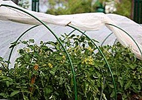 Pravila in skrivnosti pridelovanja paradižnika v rastlinjaku