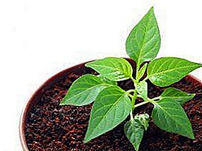 Reglas y términos de siembra Pimienta búlgara: cuándo plantar en plántulas, especialmente la siembra de semillas en el calendario lunar, cuidado, trasplante y alimentación.