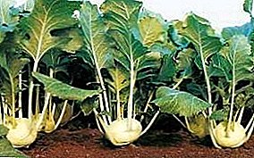 Rules and terms of harvesting kohlrabi cabbage for storage in winter