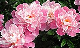 Rules of autumn and spring planting and care for peonies