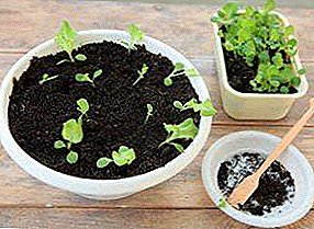 Rules for picking seedlings of sweet peppers: whether to do it, how to properly dive, and features of care after the procedure