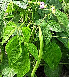 Rules for planting and growing beans
